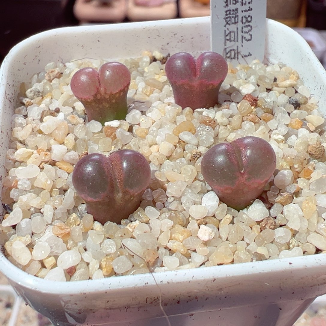 1125-355黑眼豆豆套餐