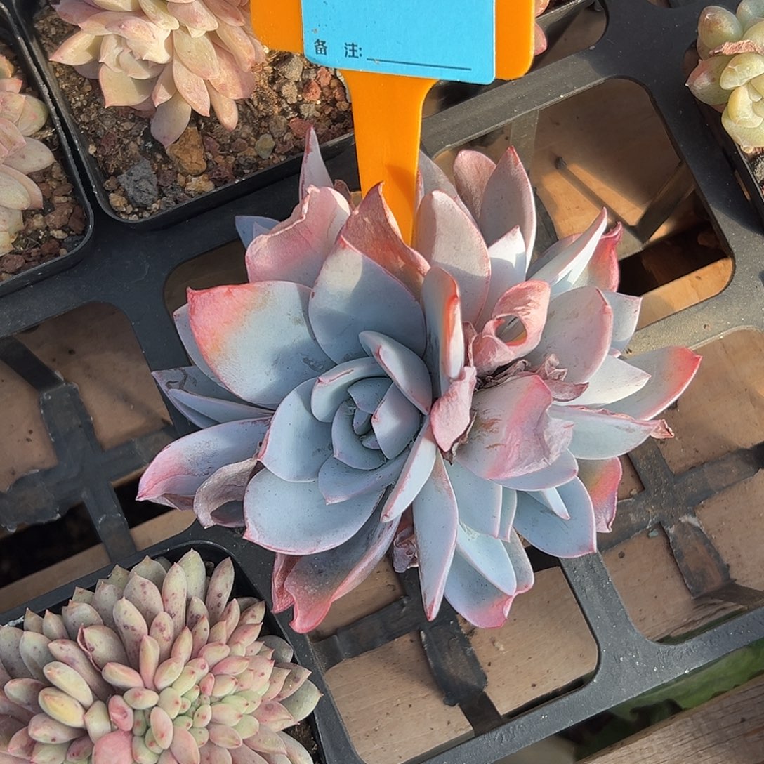 _***3多肉植物一物一拍
