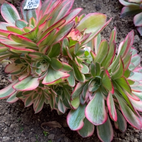 580黑魔锦砍过满25包邮多肉