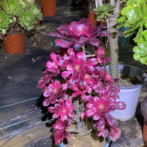 香奈儿多肉植物023