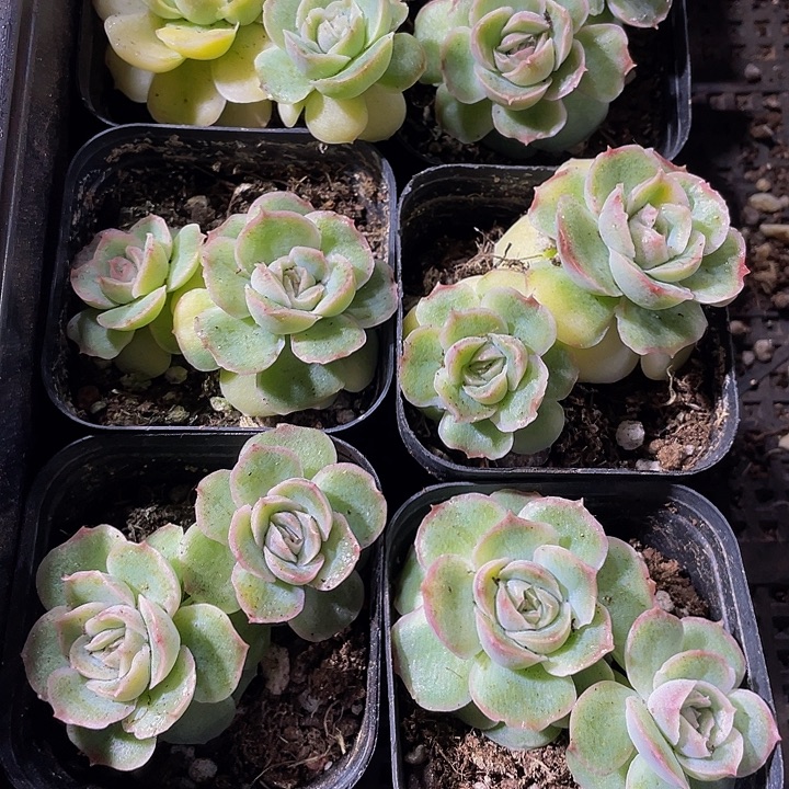 双头虾饺带盆土发