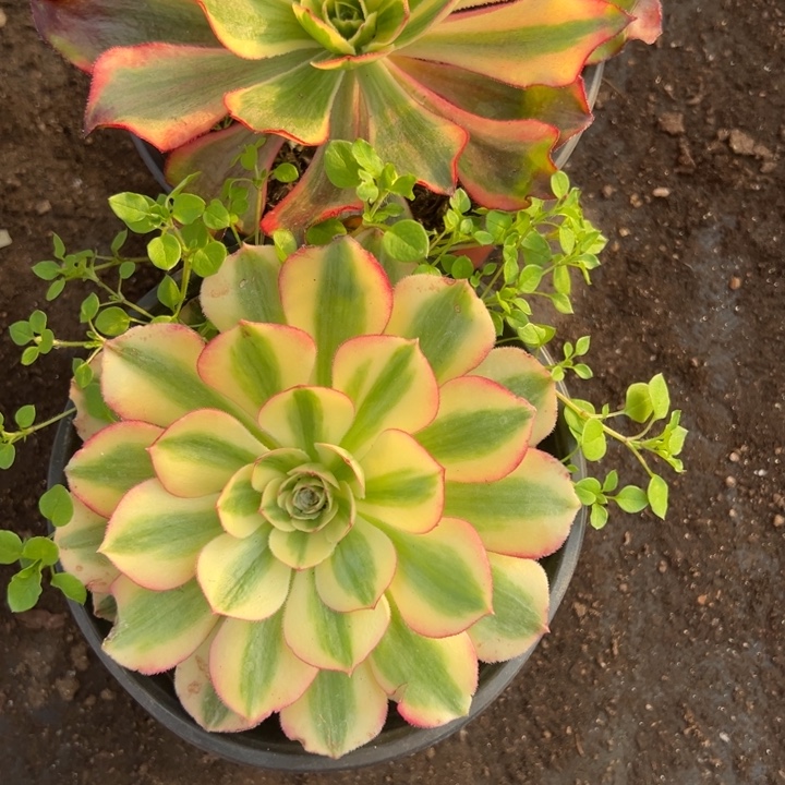 多肉植物83不售后