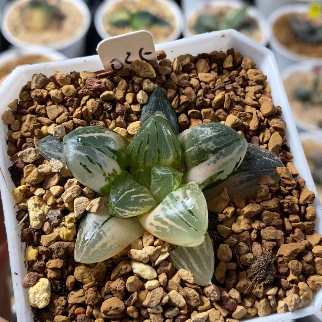 035玉潭十二卷多肉植物