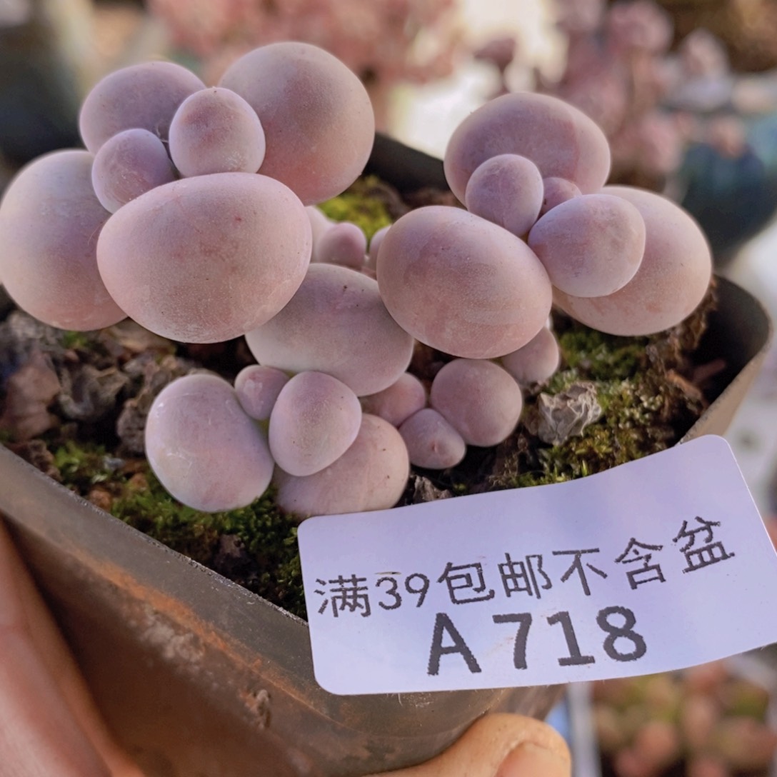 芭比奶洛6cm718多肉酱 