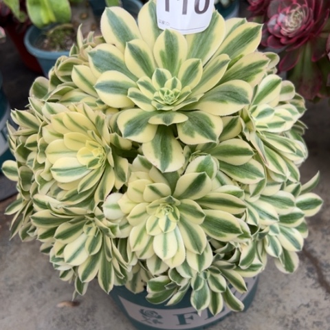 110迈巴赫20厘米左右