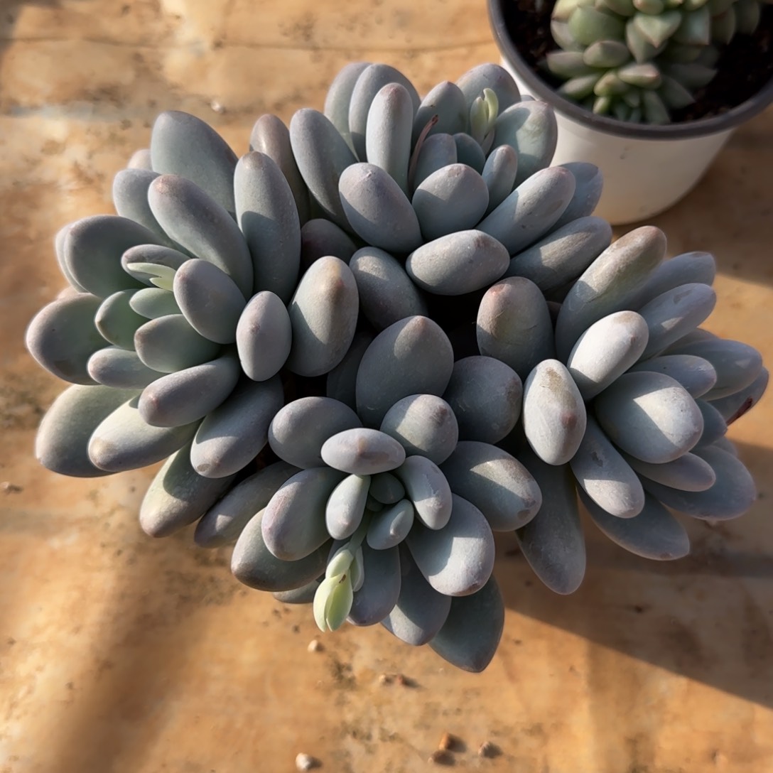 奶酪裙子多肉植物