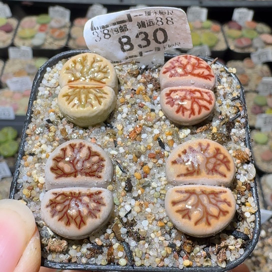 Sss清仓便宜出830