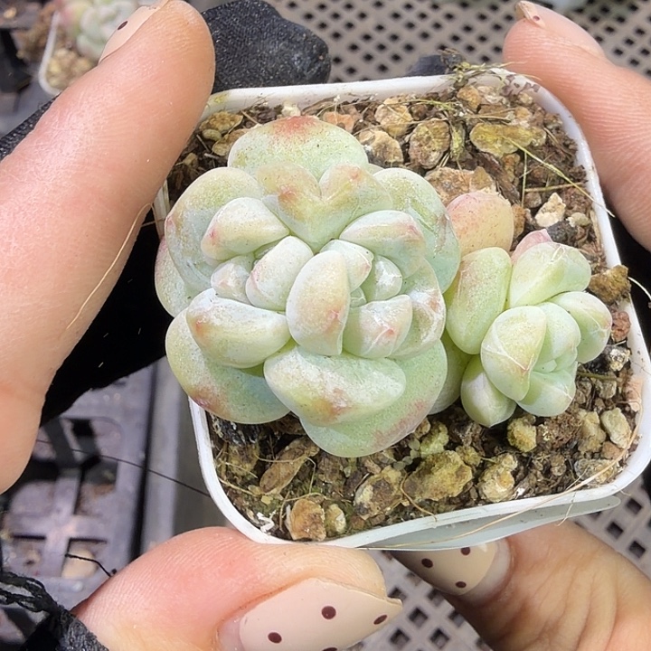 48 号到手1框一物一拍