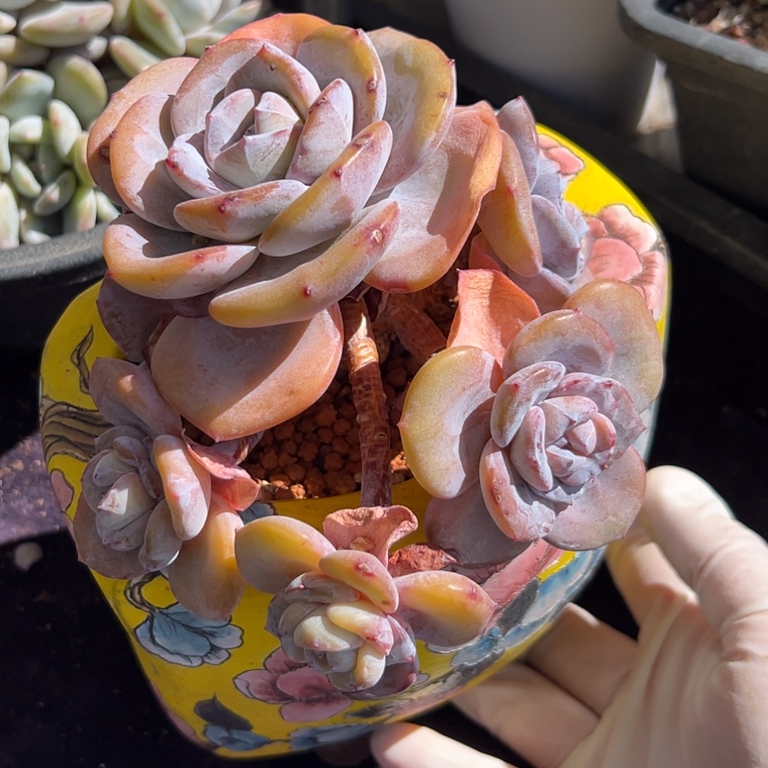 新年快乐 新年快乐