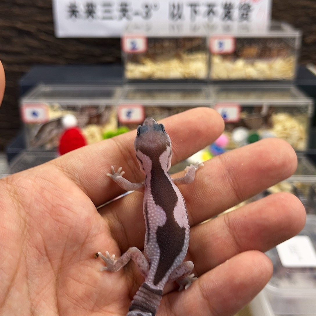 肥尾守宫奥利奥祖鲁母温