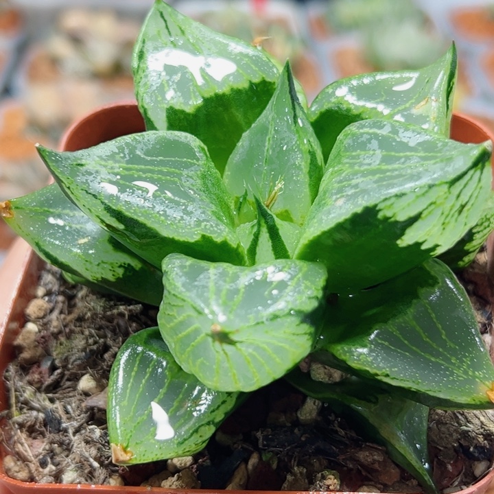 十二卷多肉裹斑若