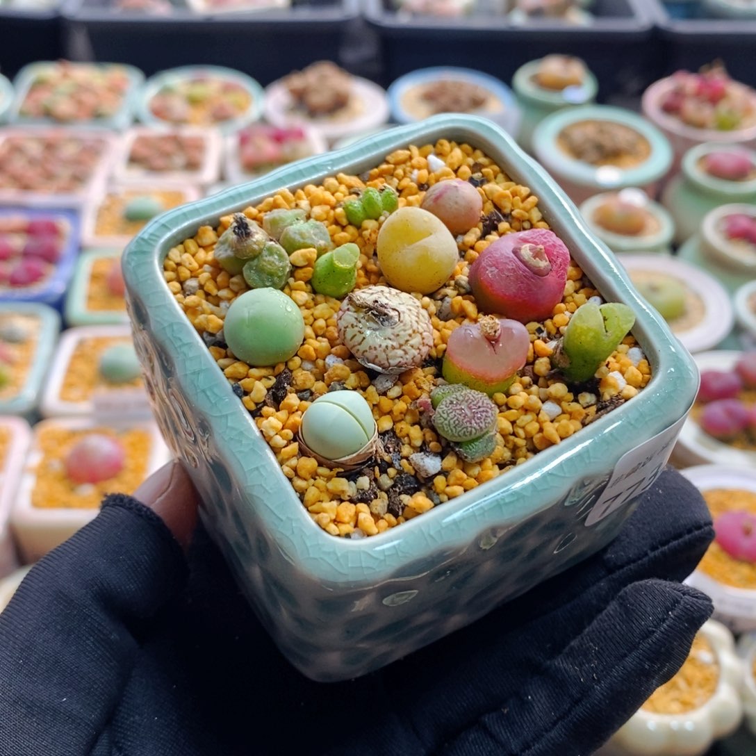 7735--一物一拍 带盆