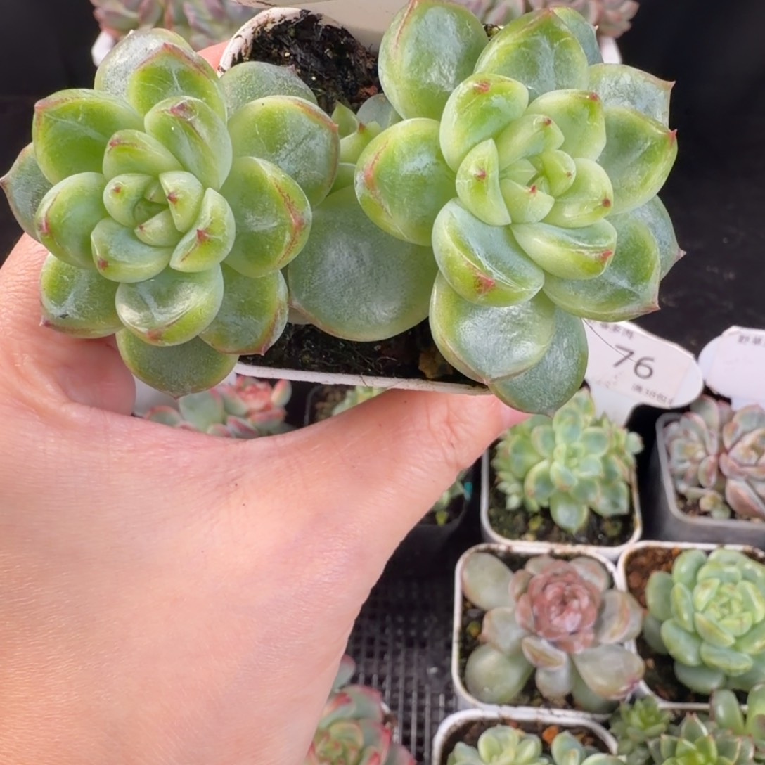 金玉瑶珍妮五头群78号