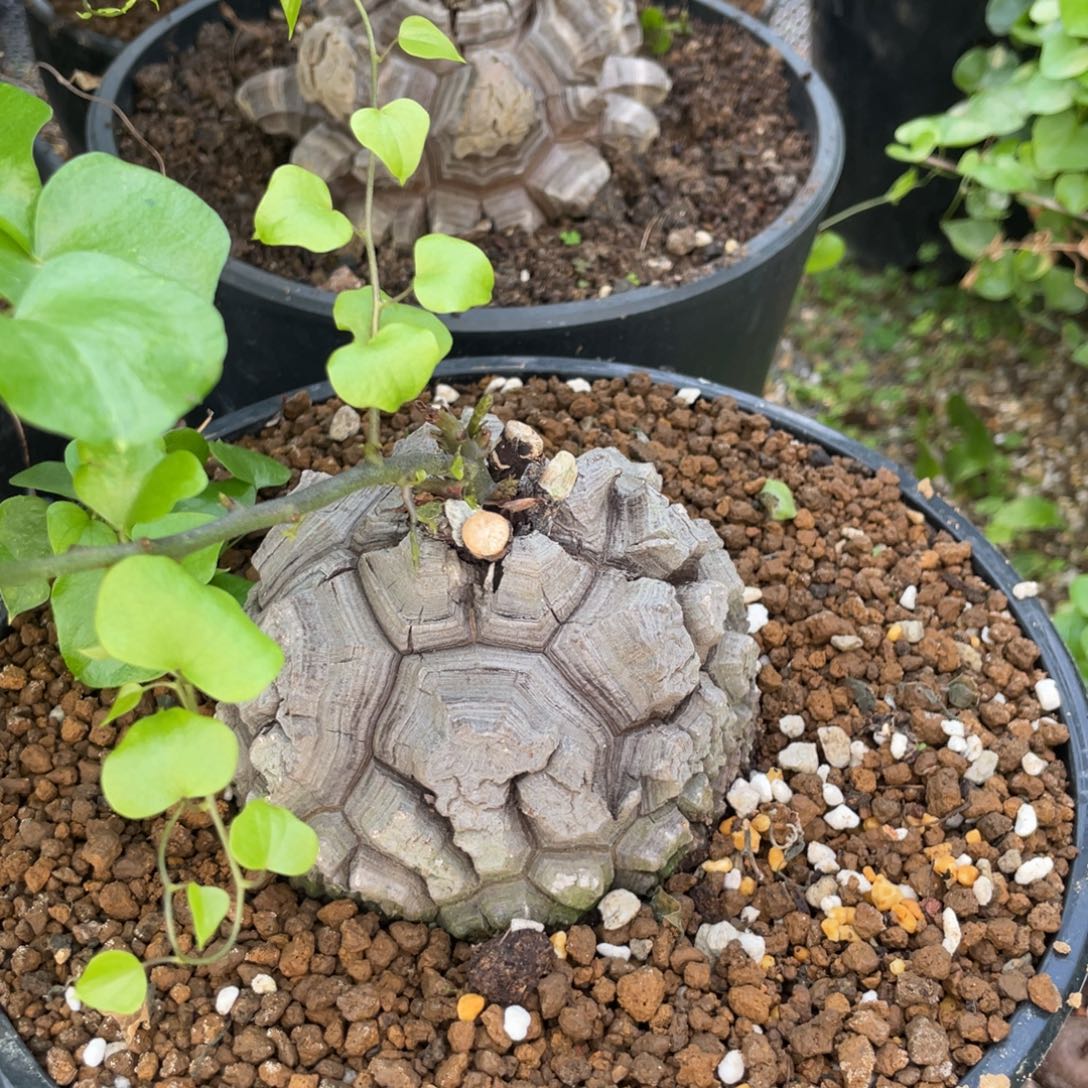 无花朵南非龟甲龙