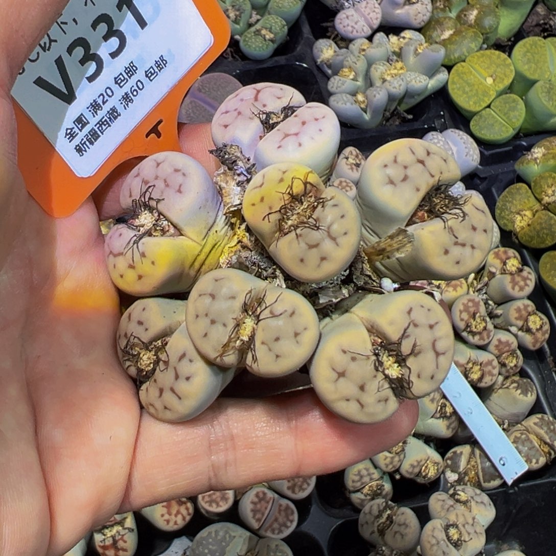 331 一物一拍，默认有伤，介意勿拍，不退不换