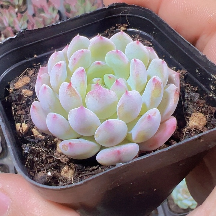 白胖子精品多肉植物