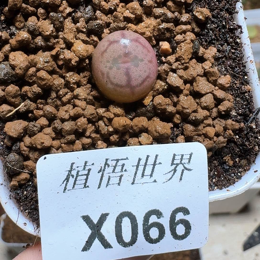 066盒多肉植物f gb b k
