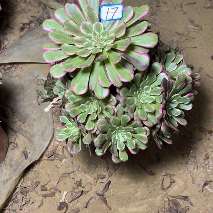 多肉植物紫嫣法师17