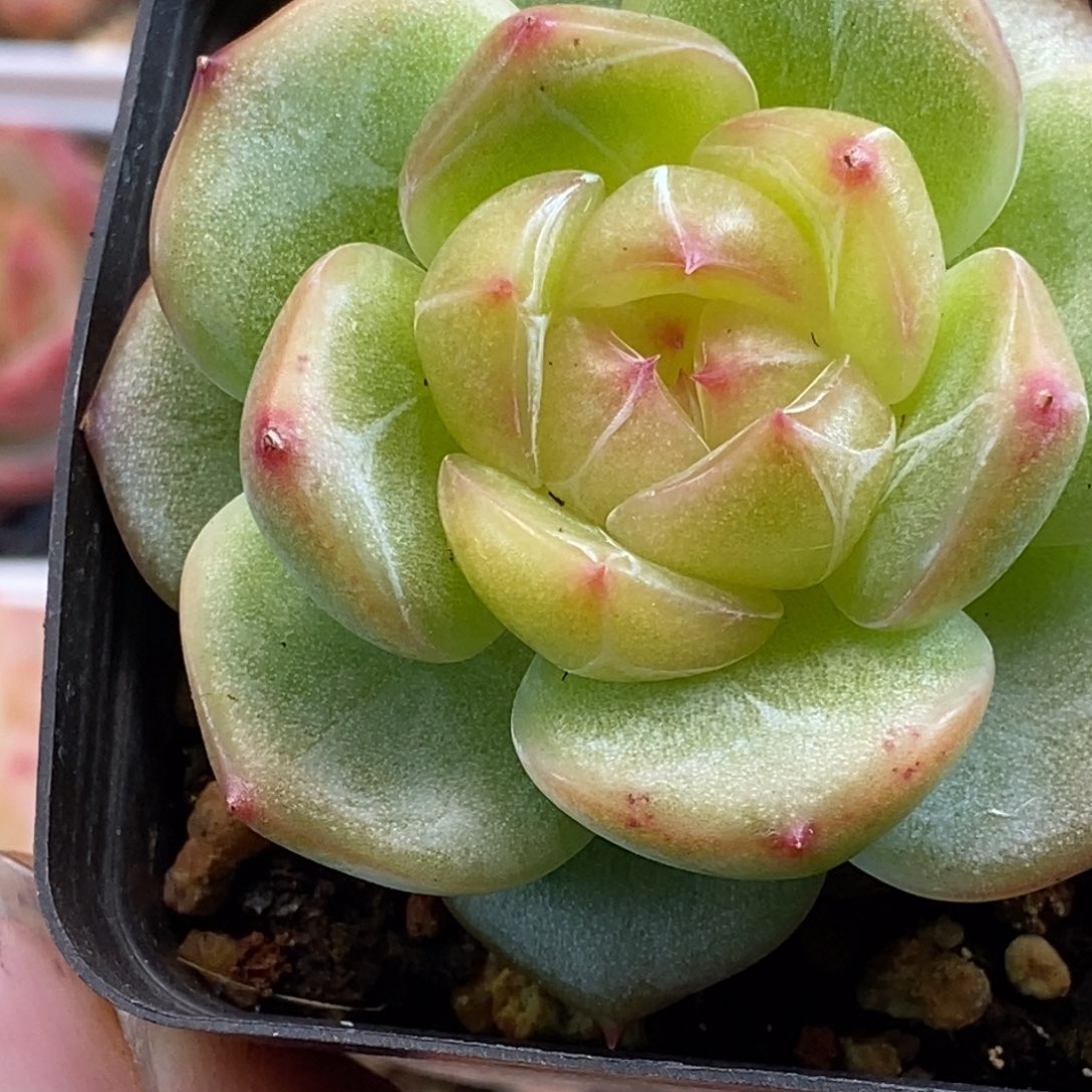 天官赐福百无禁忌