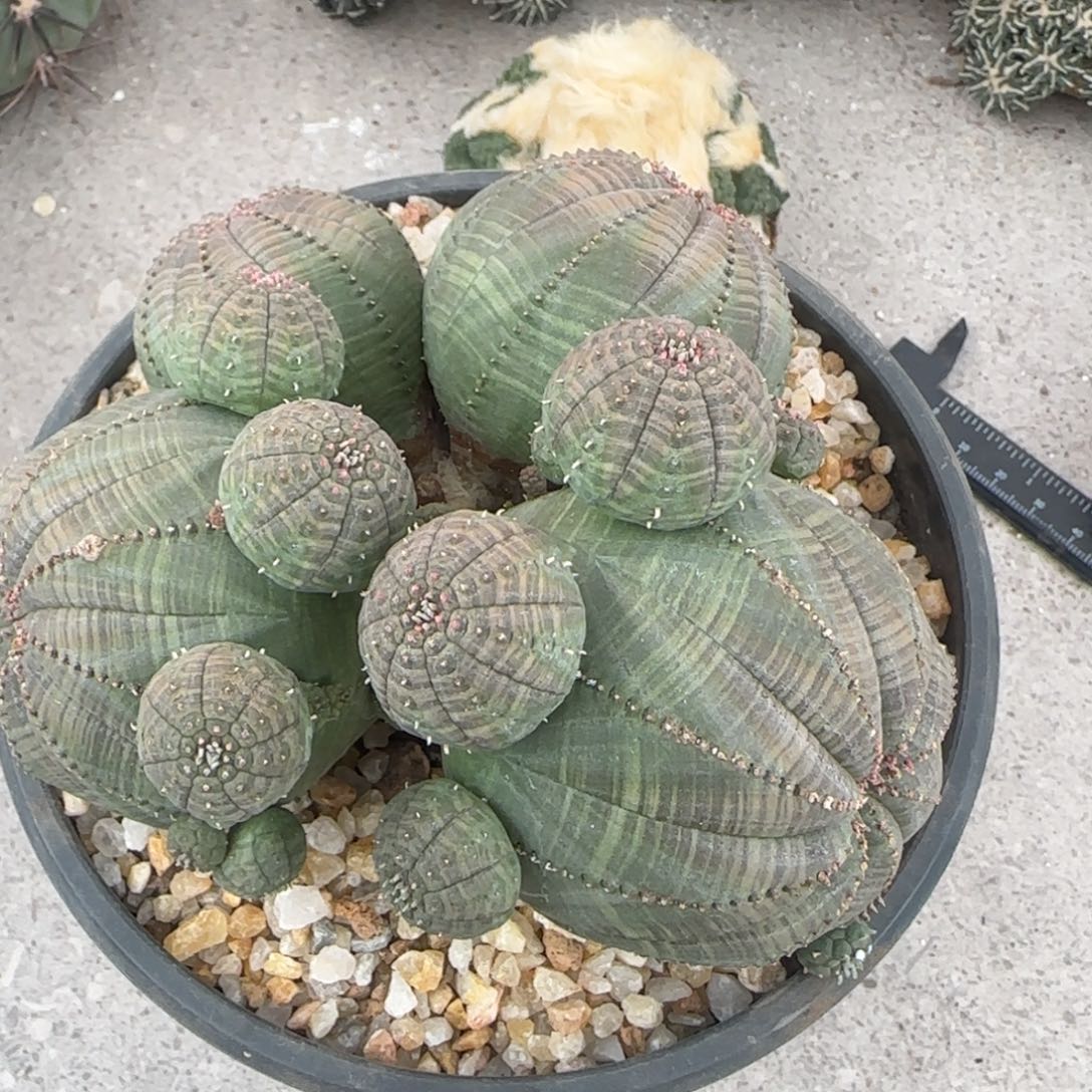 大***鱼仙人球特价一颗450