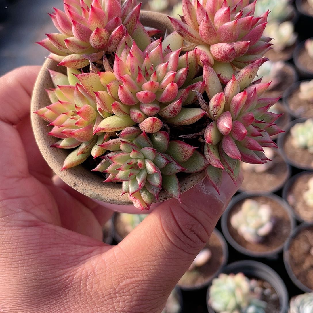 1633  流星雨 六月六