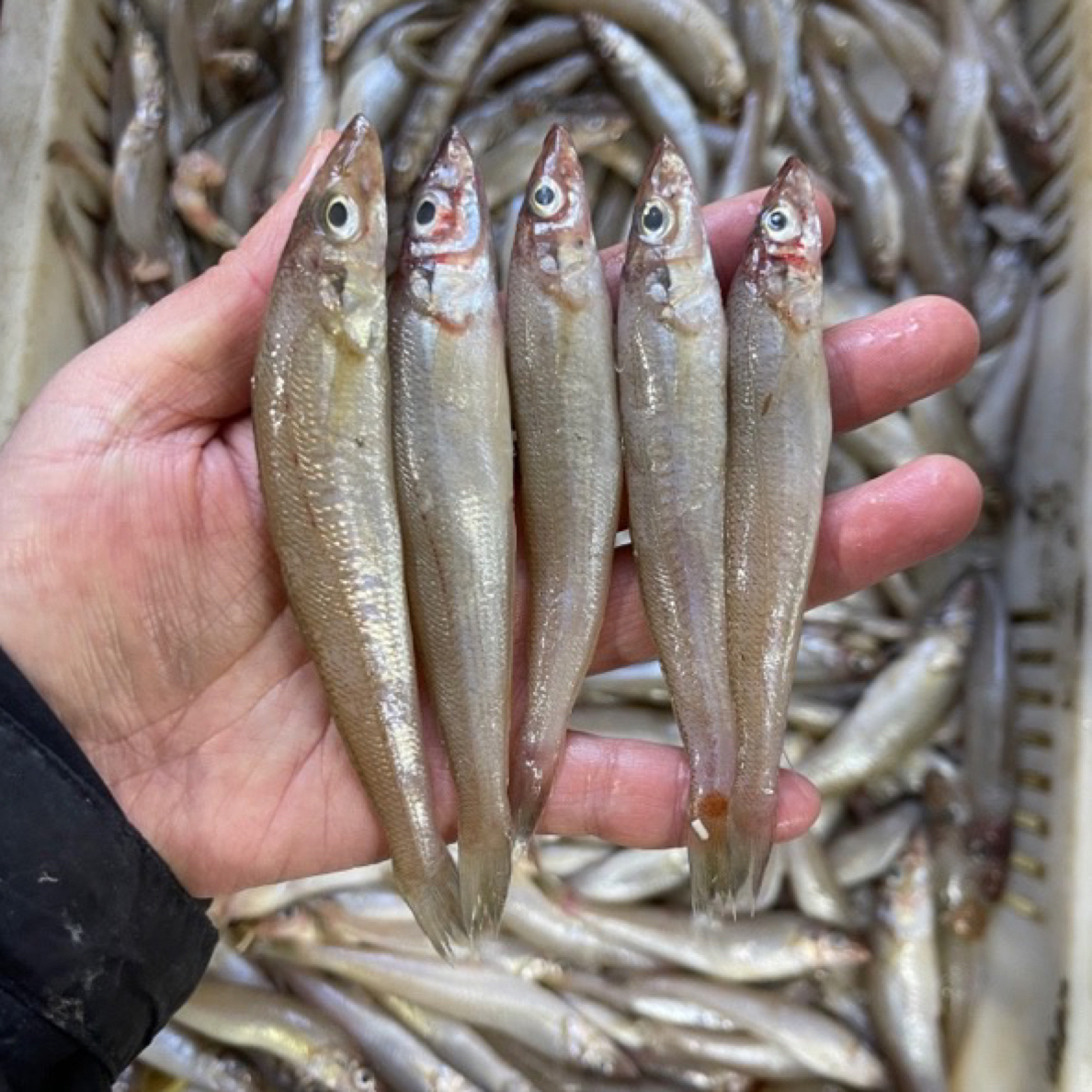 野生沙丁鱼4斤，大小混装