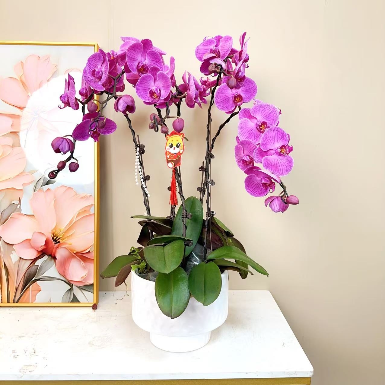 A级【粉色年华】精品 蝴蝶兰