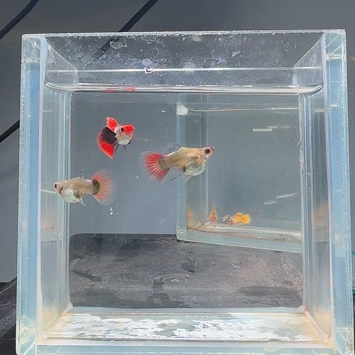 麦***5孔雀鱼小飞象2对--