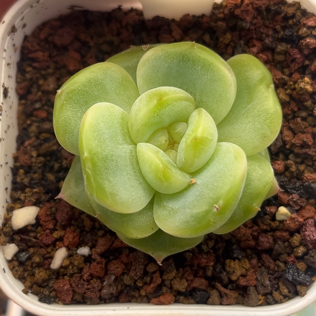 8006  黄透心珍妮