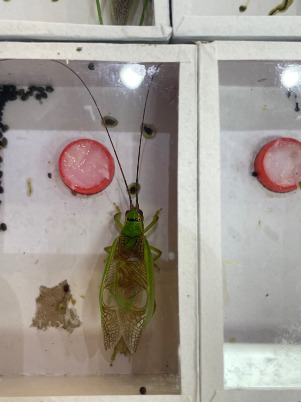 【包邮】小林虫艺新到金钟霍氏橙杆