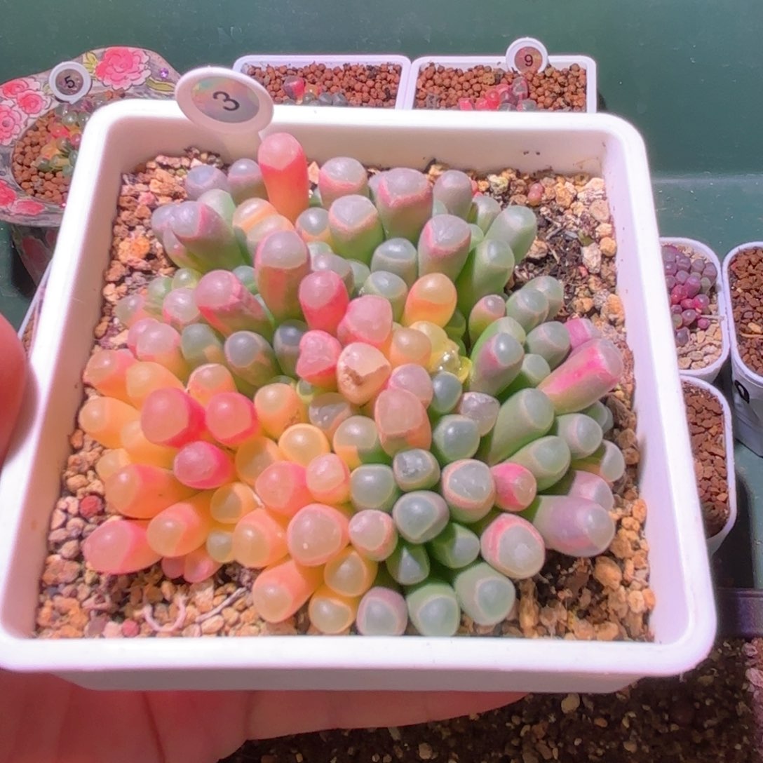 3号五十铃玉锦多肉植物锦一物一拍带盆土