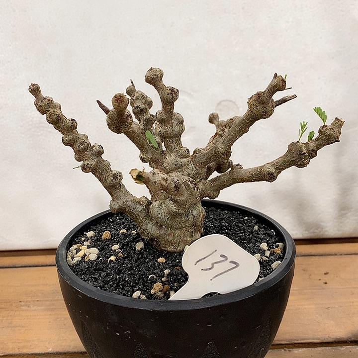 137念珠苏木哈哈哈哈哈哈哈