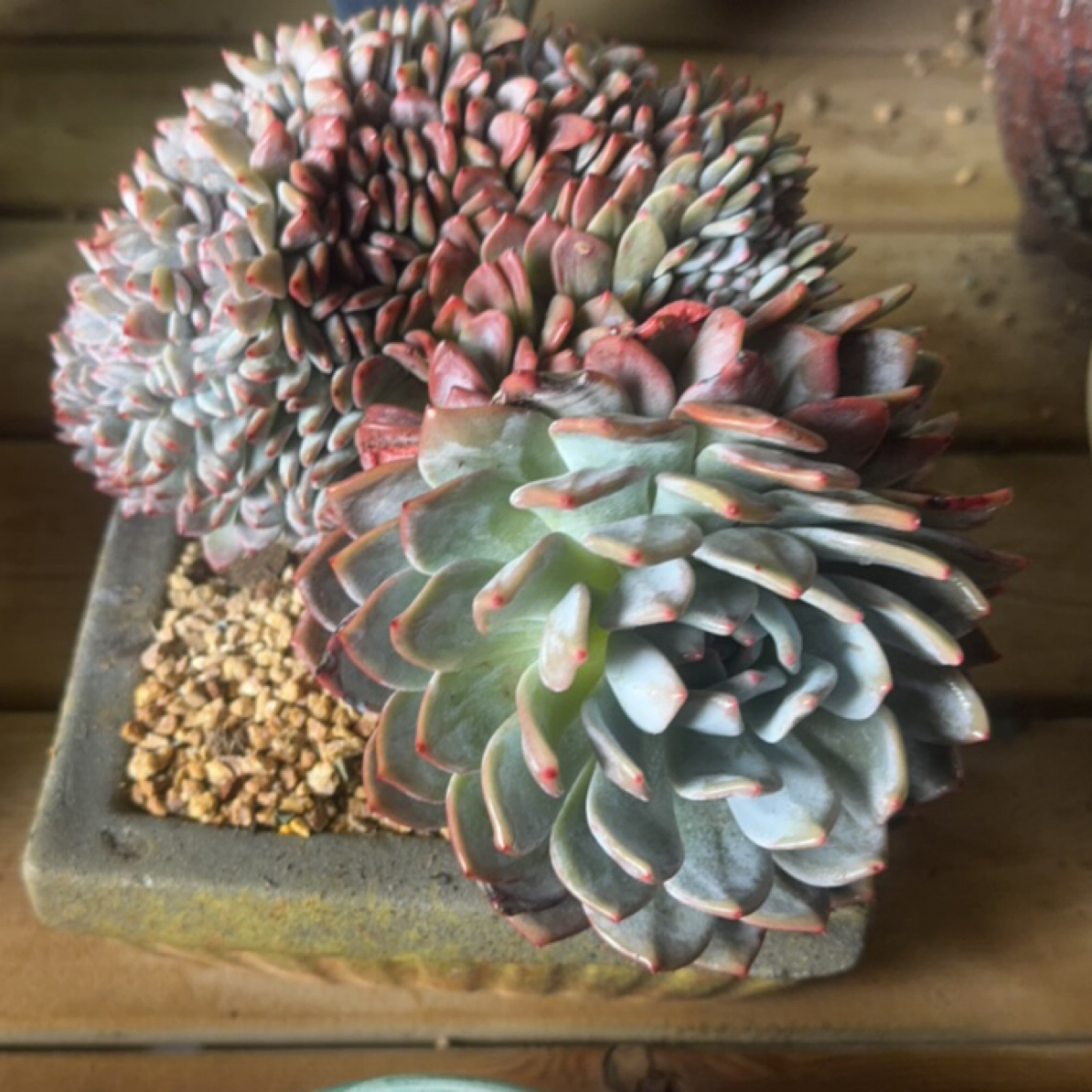 高温地区中通冷链发货的精品多肉植物