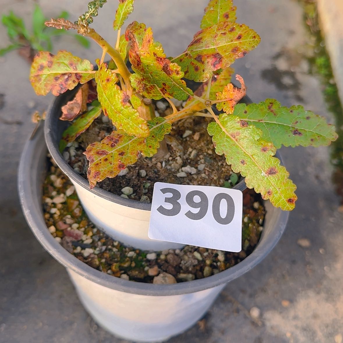 【闪购商品】是***?块根植物