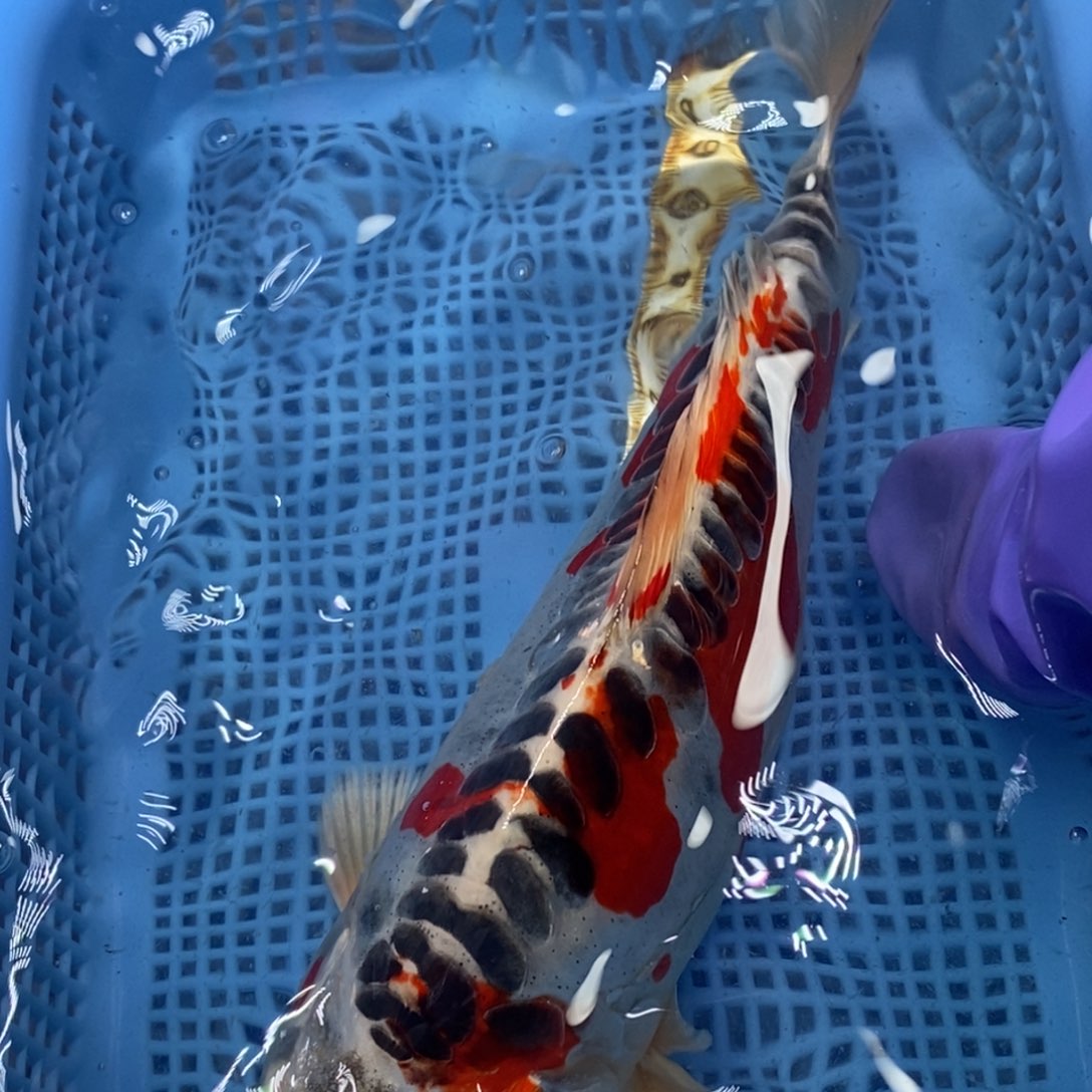 锦鲤冷水锦鲤包邮