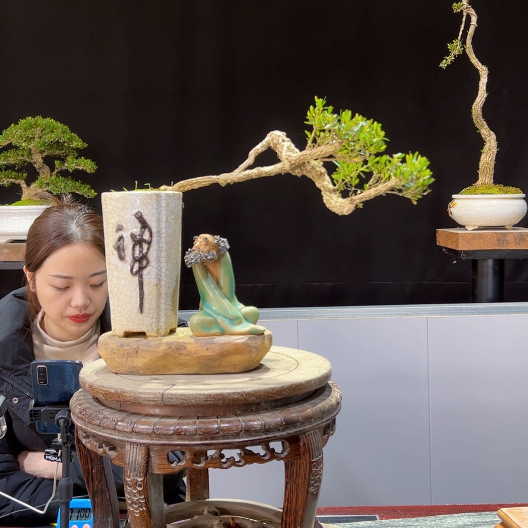 四季常青老桩黄杨盆景