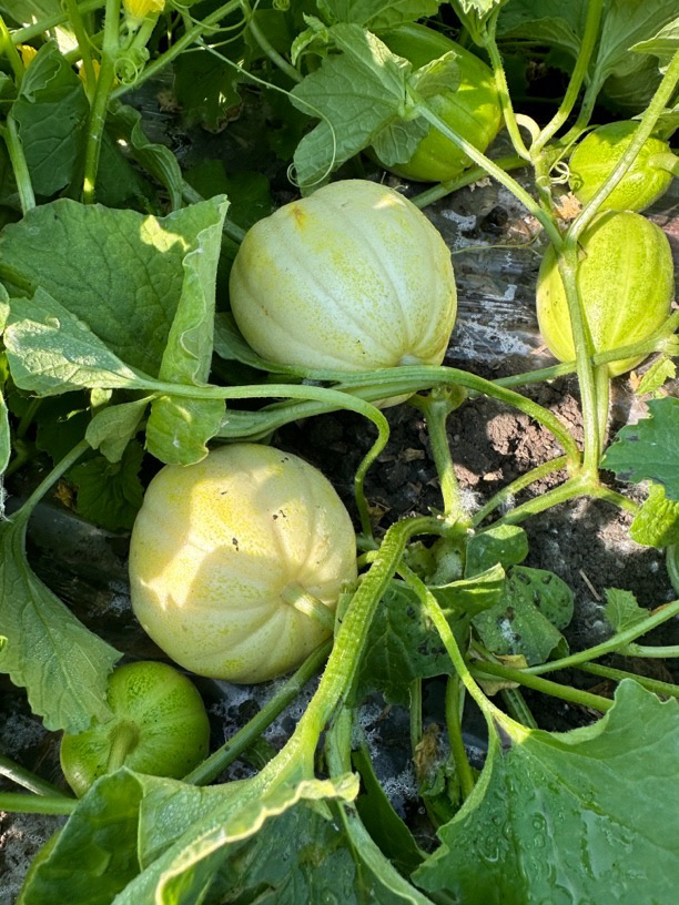 黑龙江特产香瓜新鲜现摘香甜可口当季水果