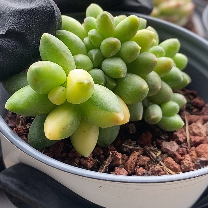 娴****千代田锦多肉植物