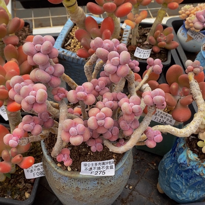 腰子桃蛋老桩15cm275多肉植物