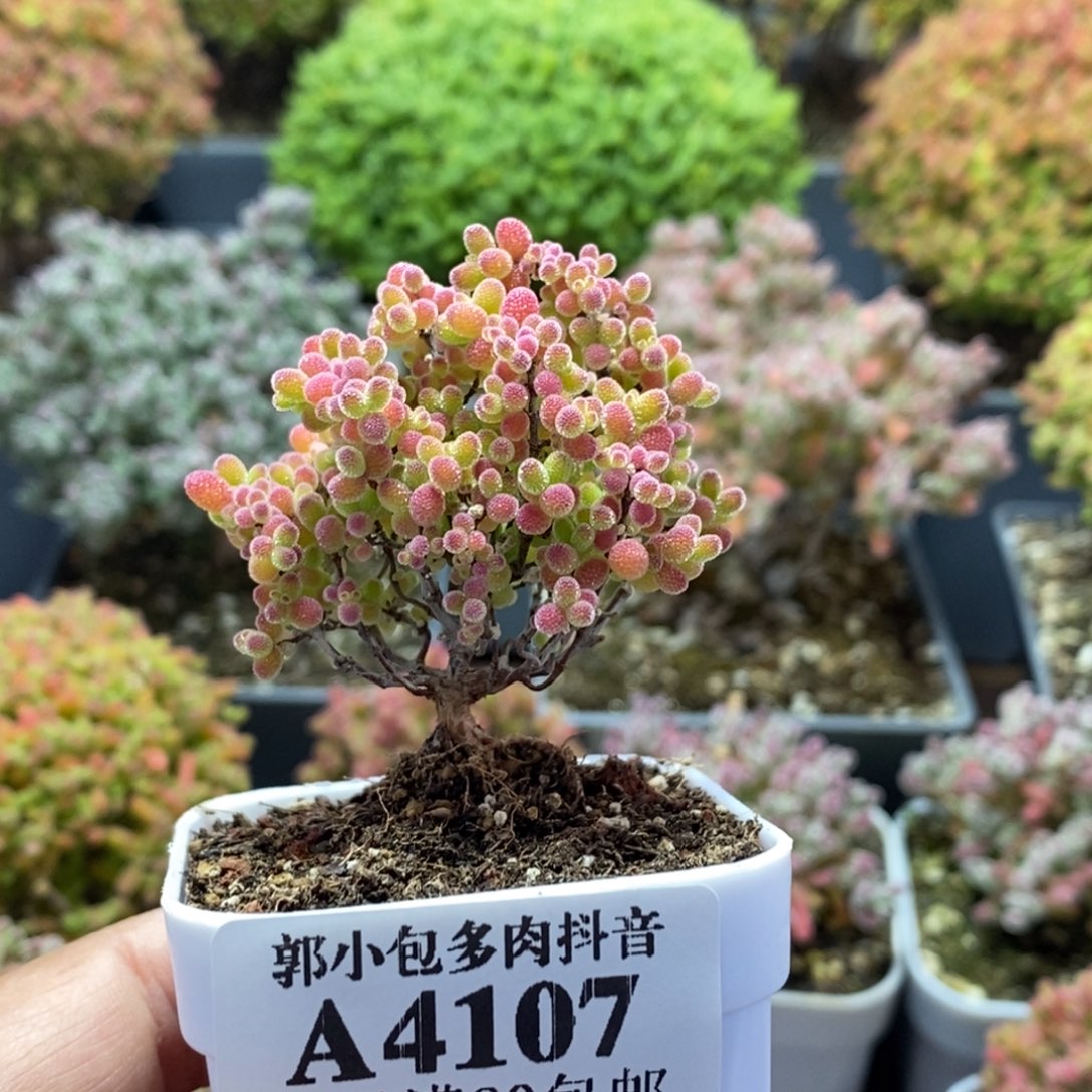 人***魇蜜橘糖球4107枝干番杏