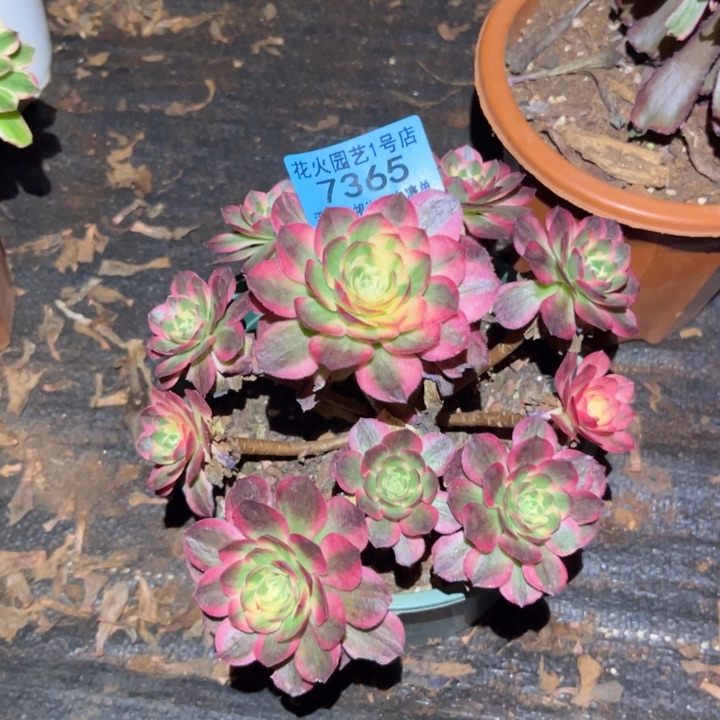 海王7365多肉植物