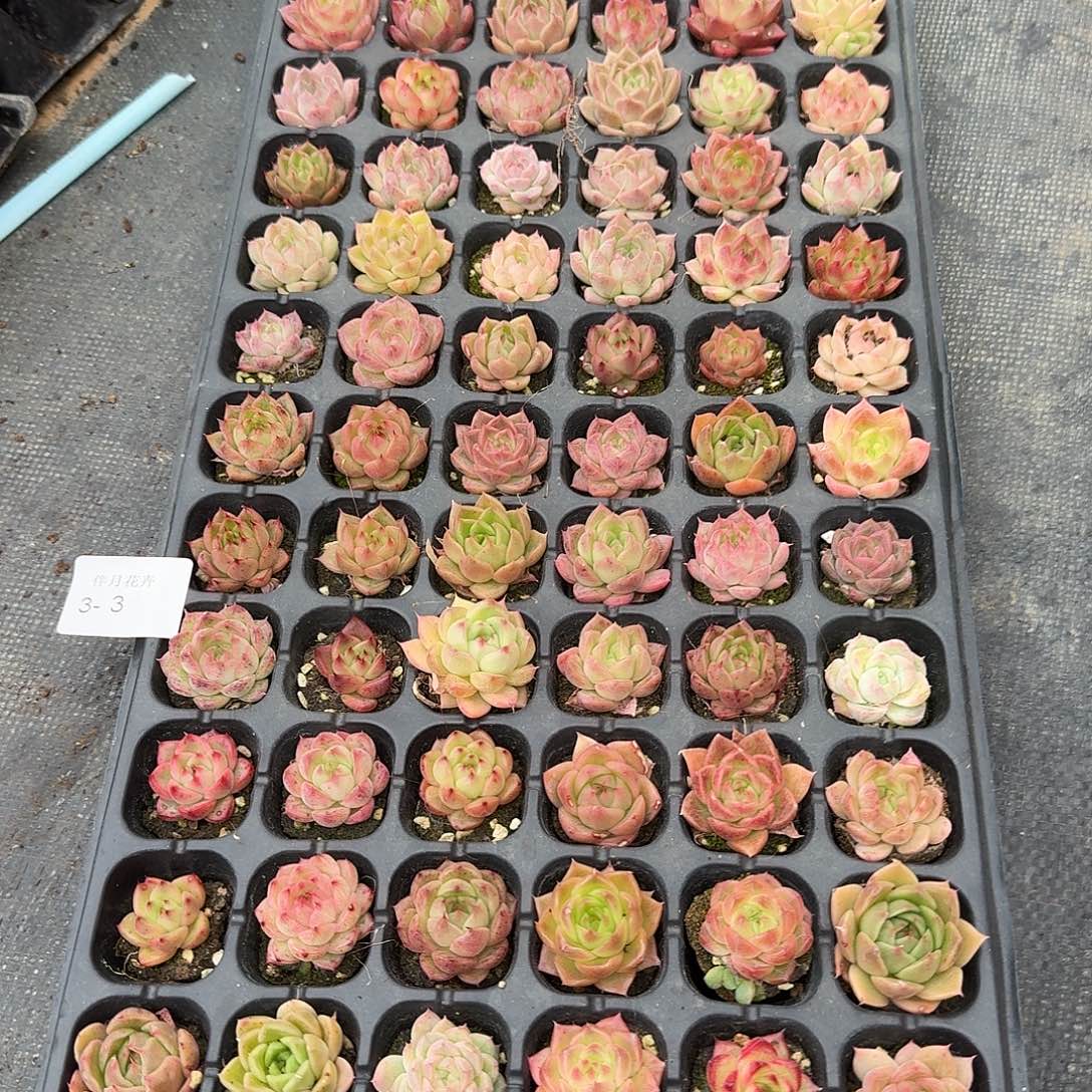 未选育麦秆一盘量拍发货3-3