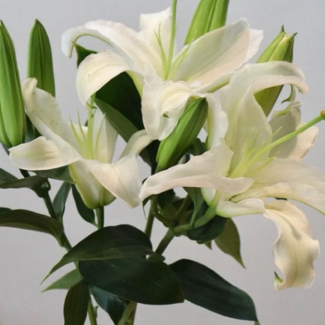 【伊春巧遇花店】白百合12朵