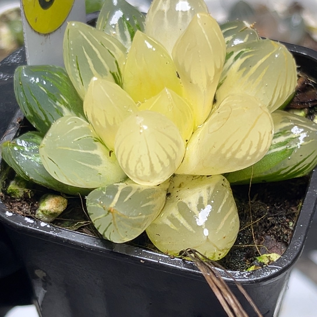 十二卷多肉植物65oh