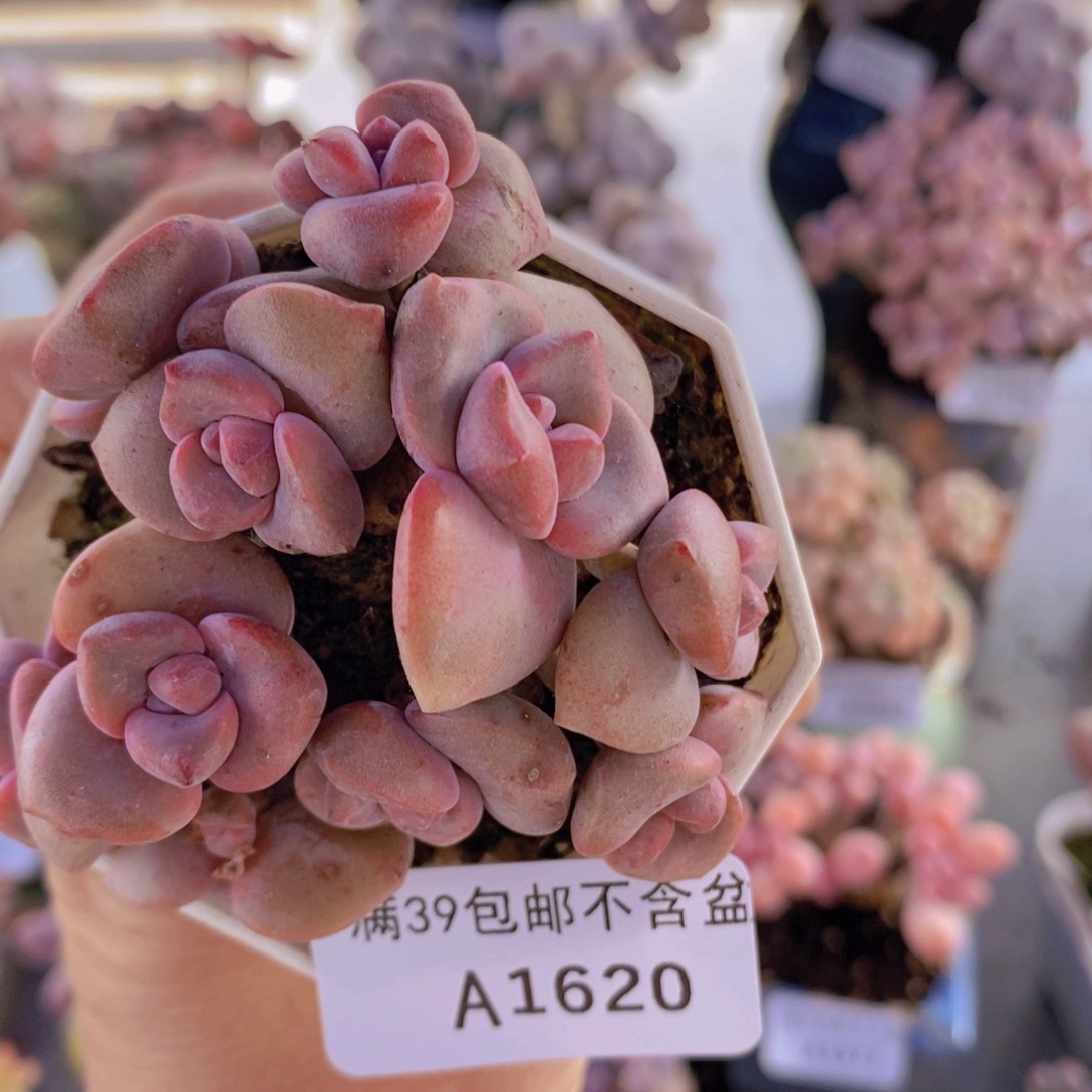 彩虹糖6cm1620多肉植物