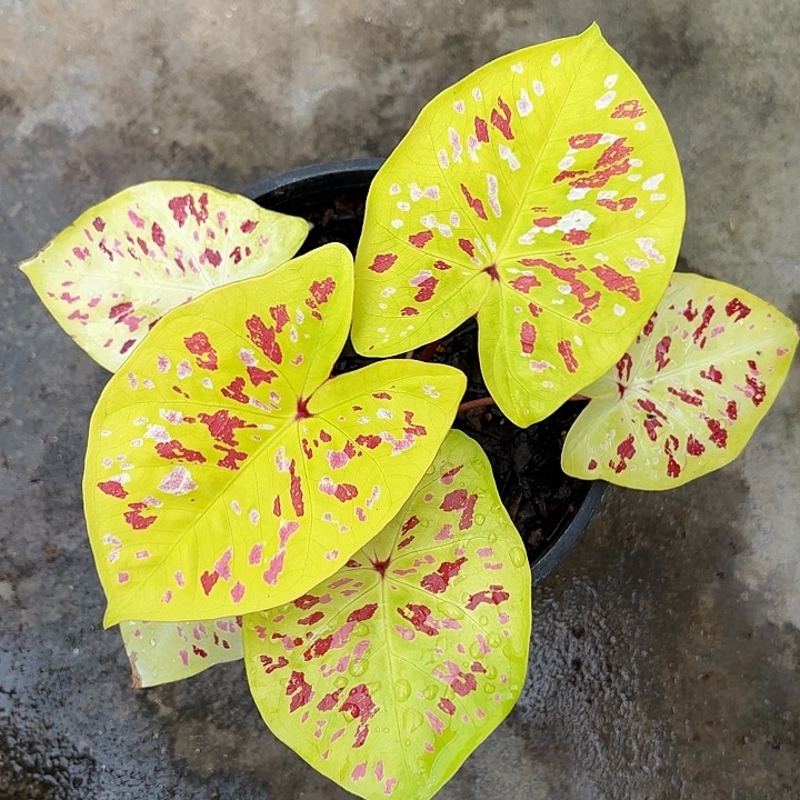 M***t32-1201彩叶芋福利广东现货