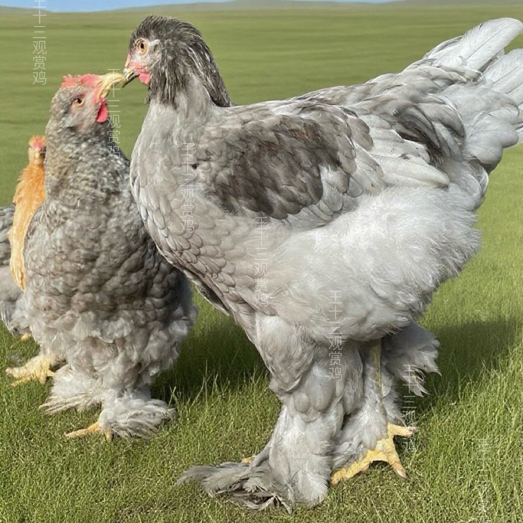 婆罗门鸡蛋梵天鸡鸡蛋宠物观赏鸡现捡现发 顺丰包邮