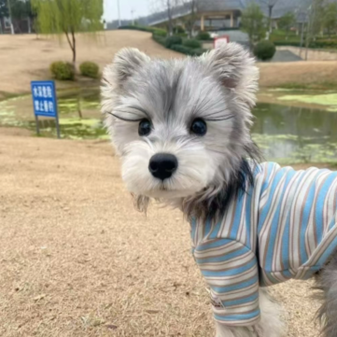 雪纳瑞幼崽恐龙1