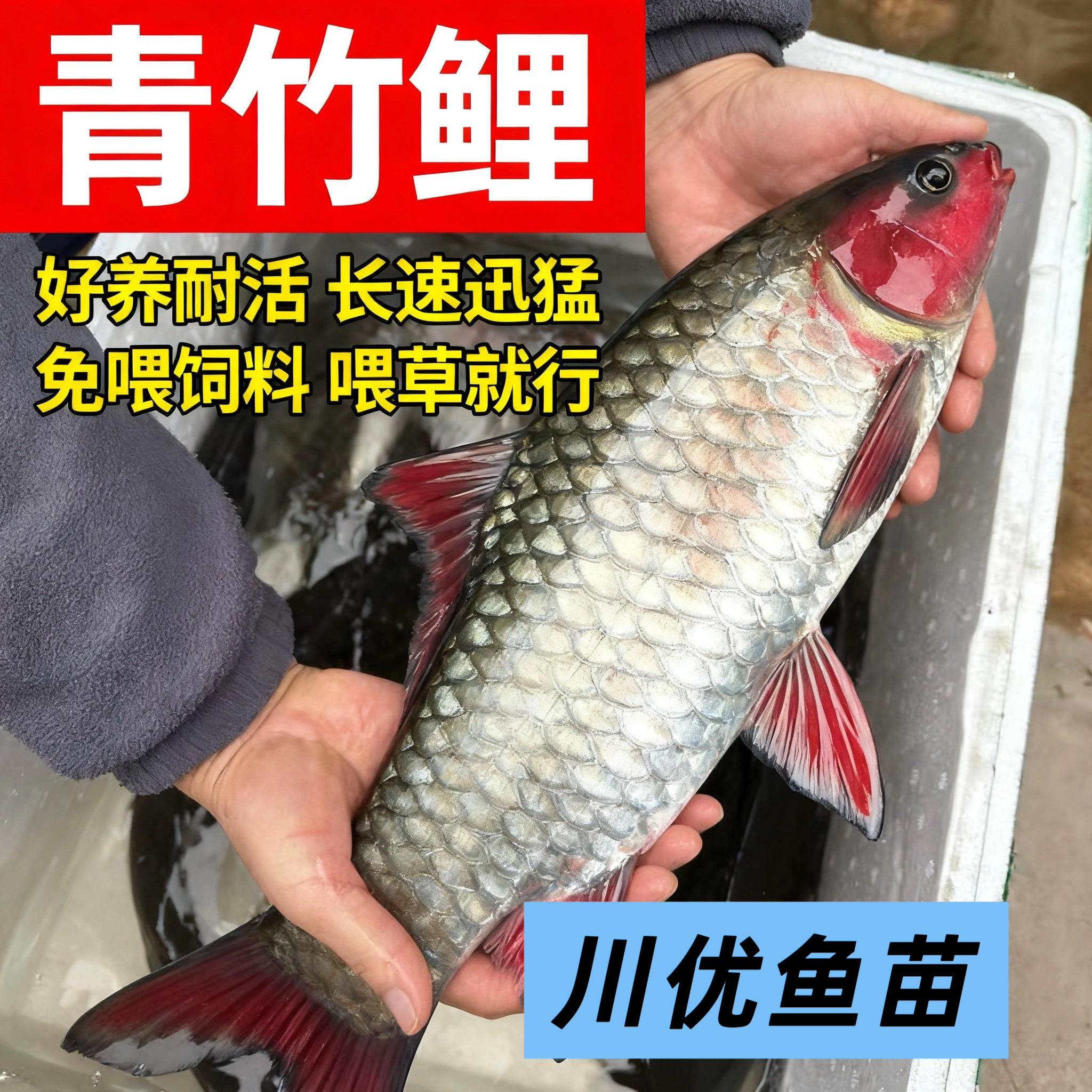 青竹鲤 观赏鱼 倒刺钯 渔场直发淡水鱼