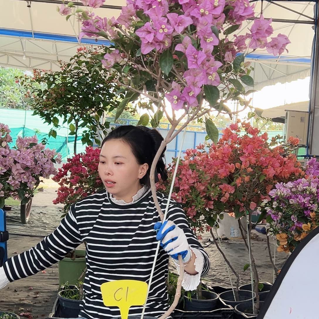 开***姨大部分花苞少量开放C1赛佛里